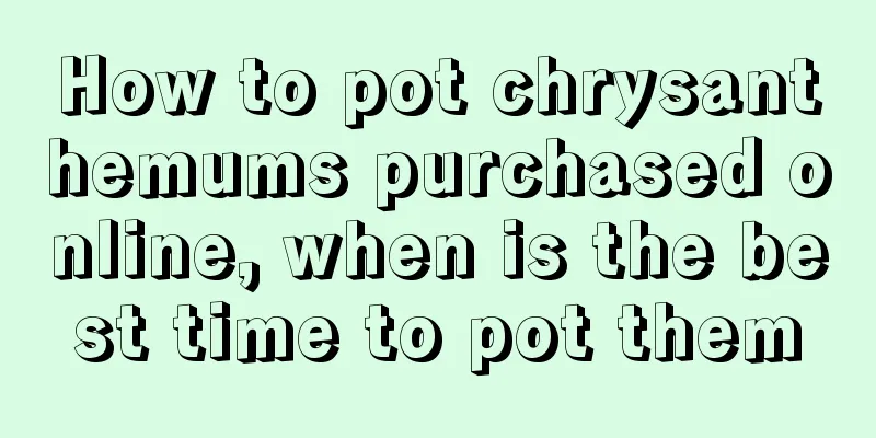 How to pot chrysanthemums purchased online, when is the best time to pot them