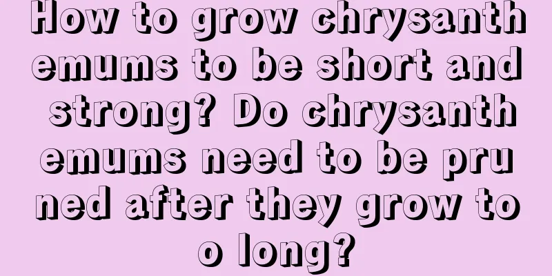 How to grow chrysanthemums to be short and strong? Do chrysanthemums need to be pruned after they grow too long?