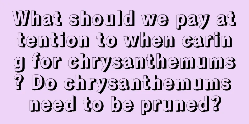 What should we pay attention to when caring for chrysanthemums? Do chrysanthemums need to be pruned?