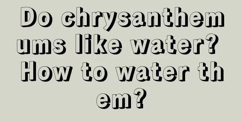 Do chrysanthemums like water? How to water them?