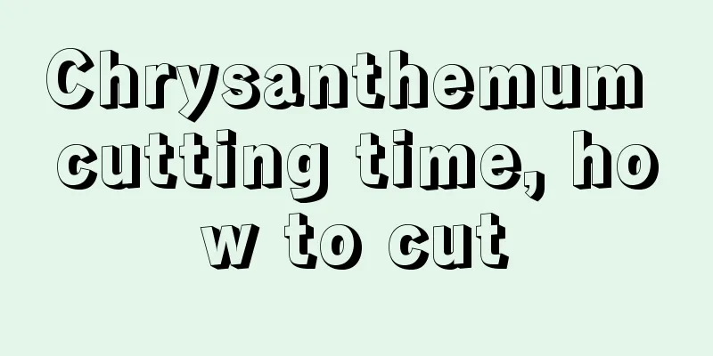 Chrysanthemum cutting time, how to cut