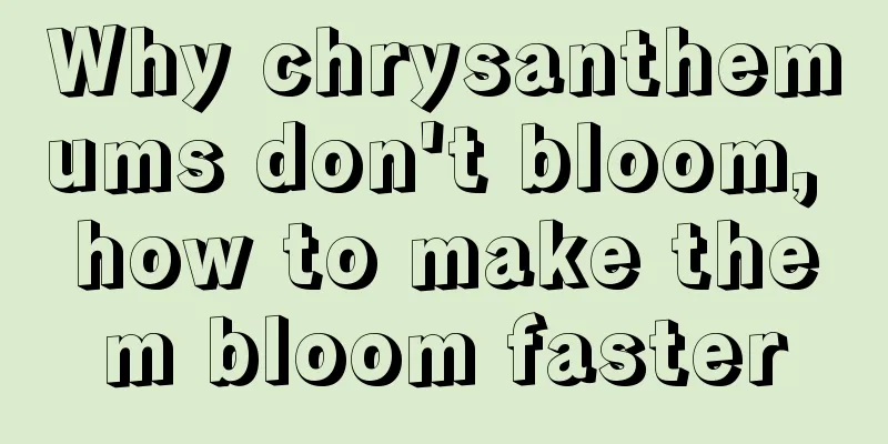 Why chrysanthemums don't bloom, how to make them bloom faster