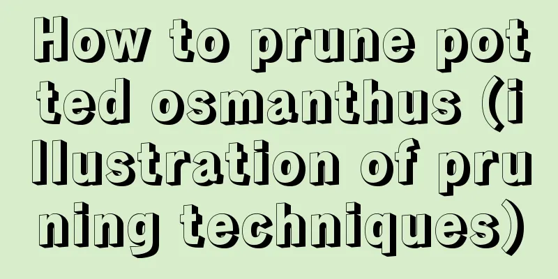 How to prune potted osmanthus (illustration of pruning techniques)