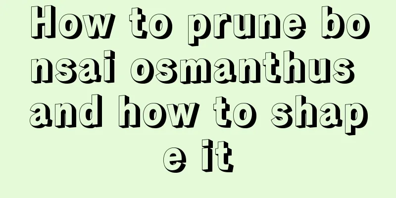 How to prune bonsai osmanthus and how to shape it