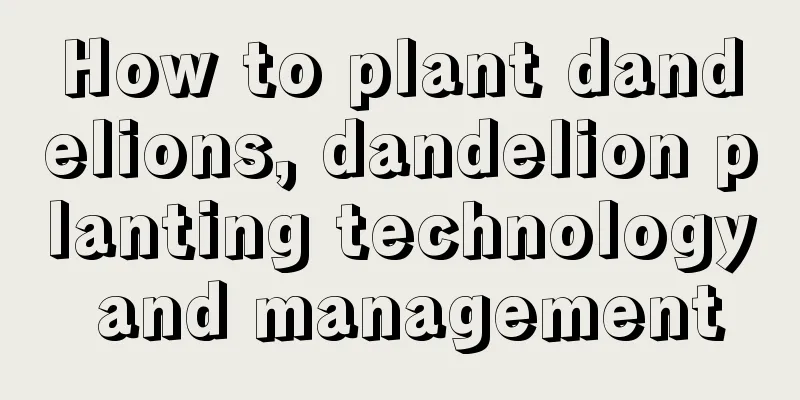 How to plant dandelions, dandelion planting technology and management