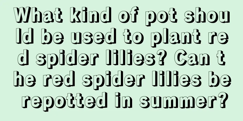 What kind of pot should be used to plant red spider lilies? Can the red spider lilies be repotted in summer?