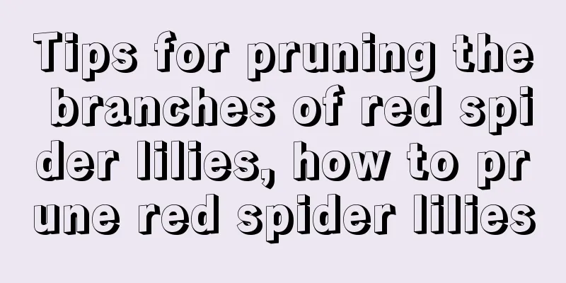 Tips for pruning the branches of red spider lilies, how to prune red spider lilies