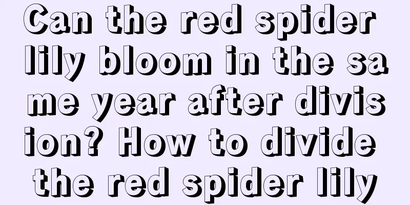 Can the red spider lily bloom in the same year after division? How to divide the red spider lily