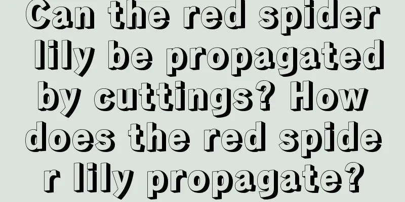 Can the red spider lily be propagated by cuttings? How does the red spider lily propagate?