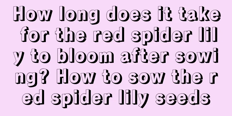 How long does it take for the red spider lily to bloom after sowing? How to sow the red spider lily seeds