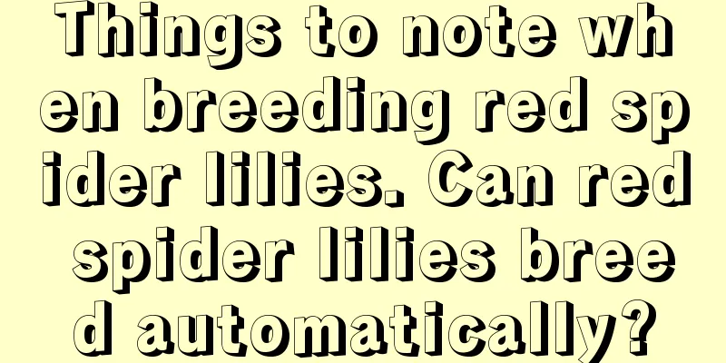 Things to note when breeding red spider lilies. Can red spider lilies breed automatically?