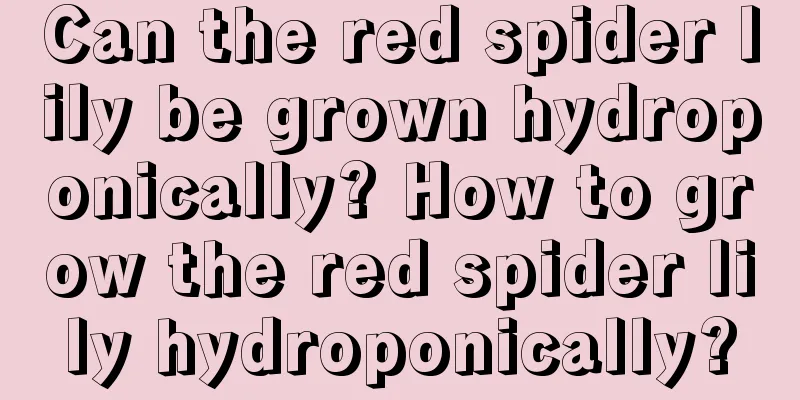 Can the red spider lily be grown hydroponically? How to grow the red spider lily hydroponically?