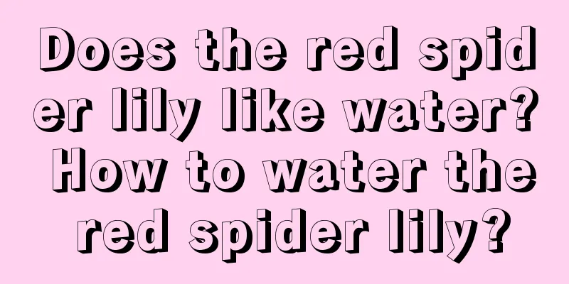 Does the red spider lily like water? How to water the red spider lily?