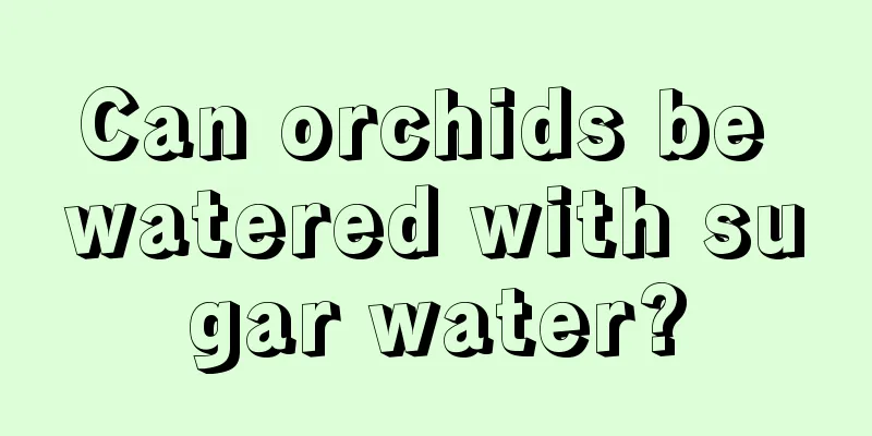 Can orchids be watered with sugar water?