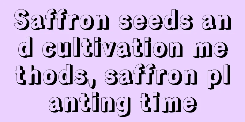 Saffron seeds and cultivation methods, saffron planting time