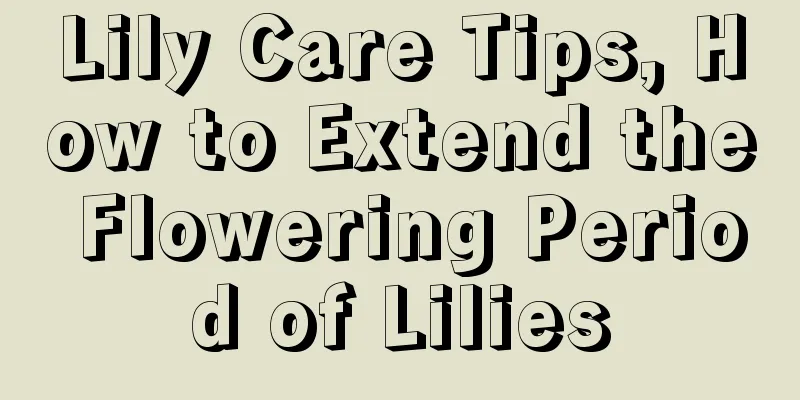 Lily Care Tips, How to Extend the Flowering Period of Lilies