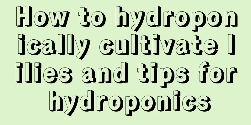 How to hydroponically cultivate lilies and tips for hydroponics