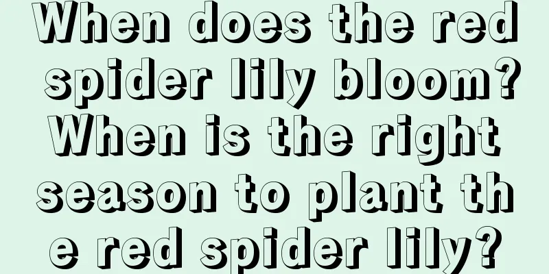 When does the red spider lily bloom? When is the right season to plant the red spider lily?