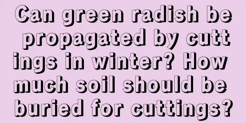 Can green radish be propagated by cuttings in winter? How much soil should be buried for cuttings?