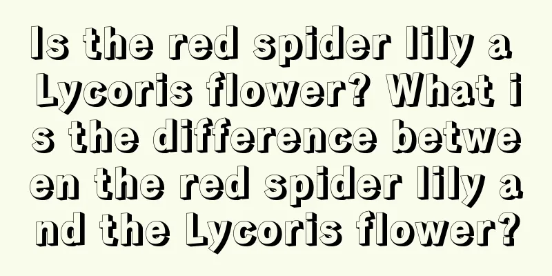 Is the red spider lily a Lycoris flower? What is the difference between the red spider lily and the Lycoris flower?