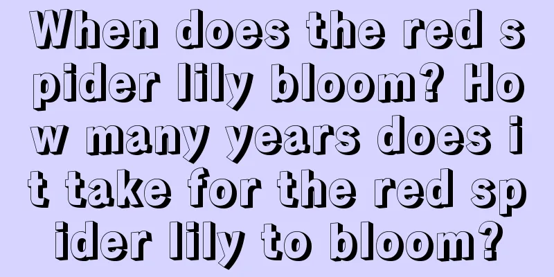 When does the red spider lily bloom? How many years does it take for the red spider lily to bloom?