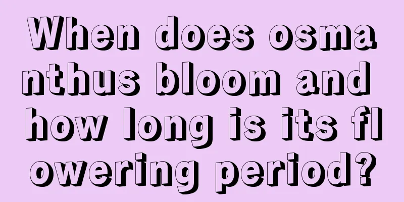 When does osmanthus bloom and how long is its flowering period?