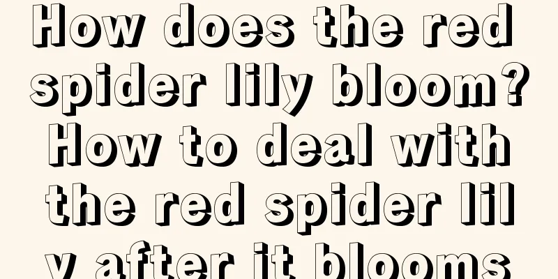 How does the red spider lily bloom? How to deal with the red spider lily after it blooms