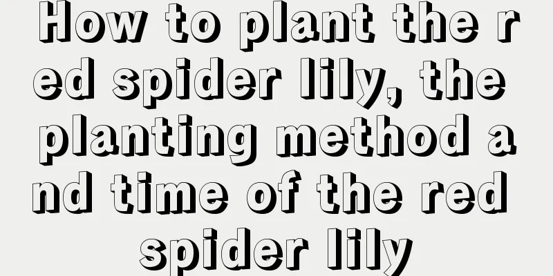 How to plant the red spider lily, the planting method and time of the red spider lily