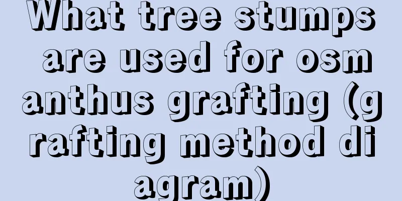 What tree stumps are used for osmanthus grafting (grafting method diagram)