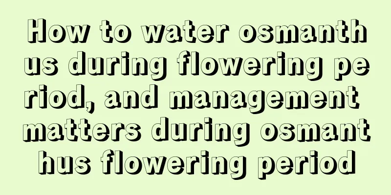 How to water osmanthus during flowering period, and management matters during osmanthus flowering period