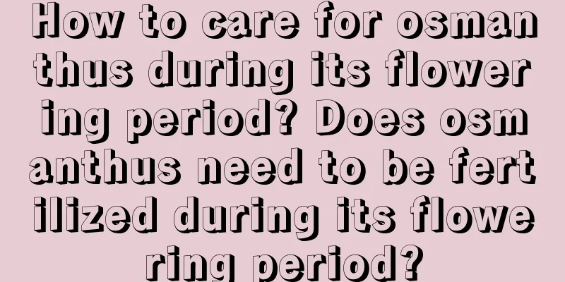 How to care for osmanthus during its flowering period? Does osmanthus need to be fertilized during its flowering period?