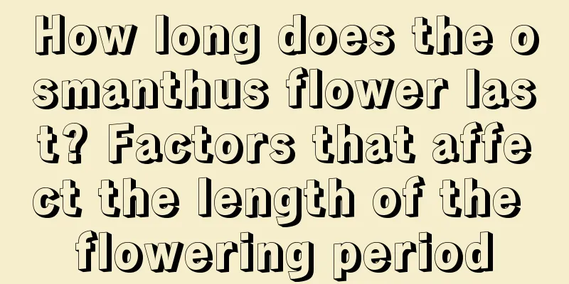 How long does the osmanthus flower last? Factors that affect the length of the flowering period