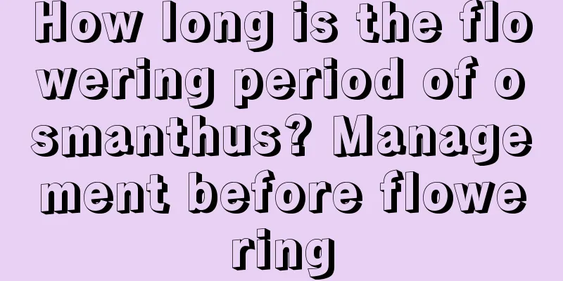 How long is the flowering period of osmanthus? Management before flowering