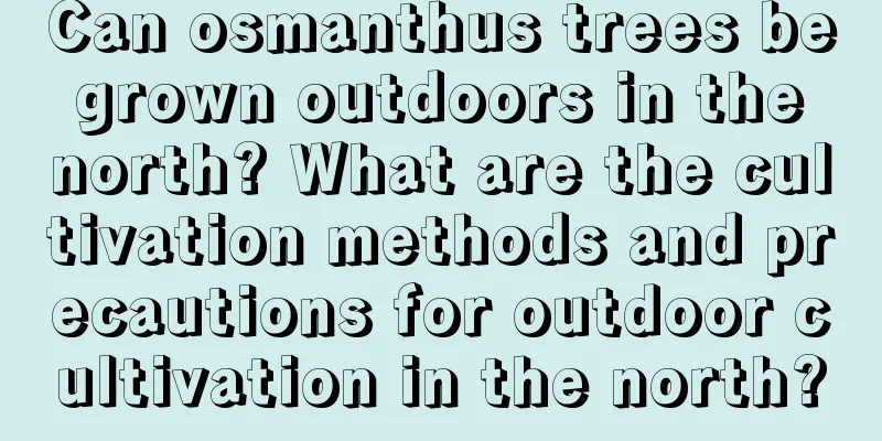 Can osmanthus trees be grown outdoors in the north? What are the cultivation methods and precautions for outdoor cultivation in the north?