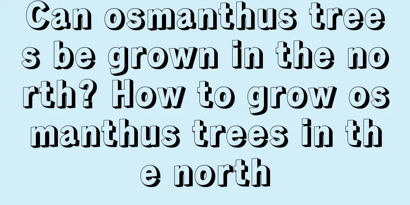 Can osmanthus trees be grown in the north? How to grow osmanthus trees in the north