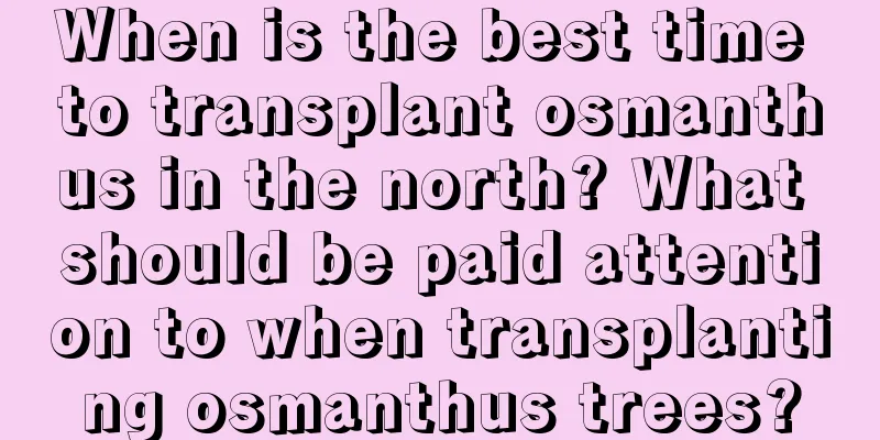 When is the best time to transplant osmanthus in the north? What should be paid attention to when transplanting osmanthus trees?