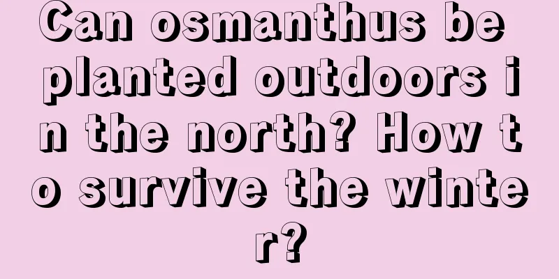 Can osmanthus be planted outdoors in the north? How to survive the winter?