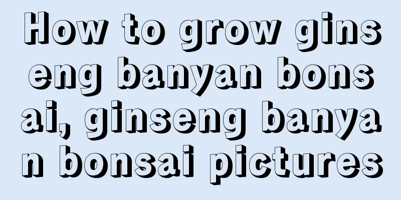 How to grow ginseng banyan bonsai, ginseng banyan bonsai pictures