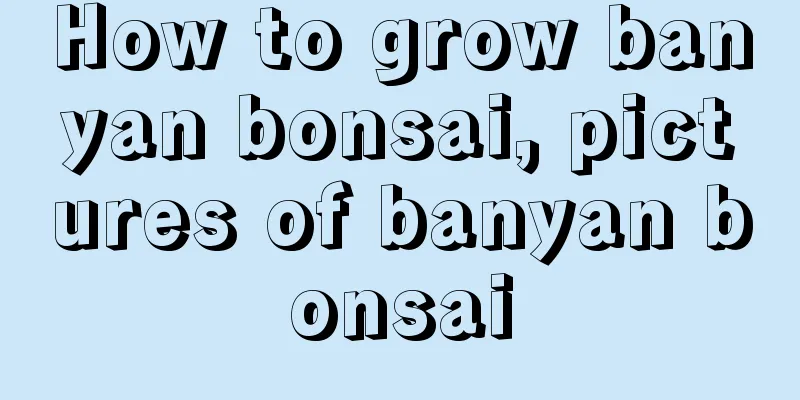 How to grow banyan bonsai, pictures of banyan bonsai