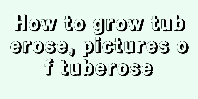 How to grow tuberose, pictures of tuberose