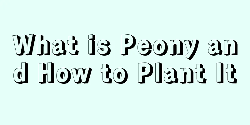 What is Peony and How to Plant It