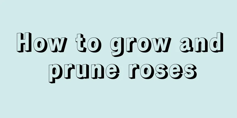 How to grow and prune roses