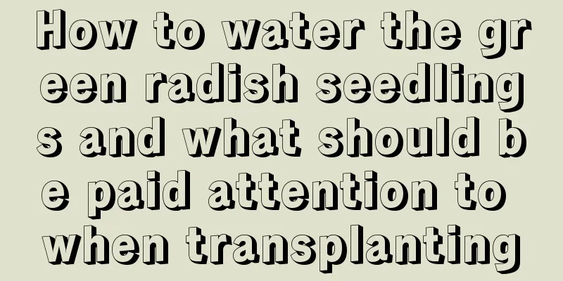 How to water the green radish seedlings and what should be paid attention to when transplanting