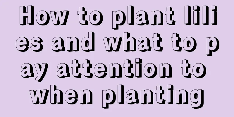 How to plant lilies and what to pay attention to when planting