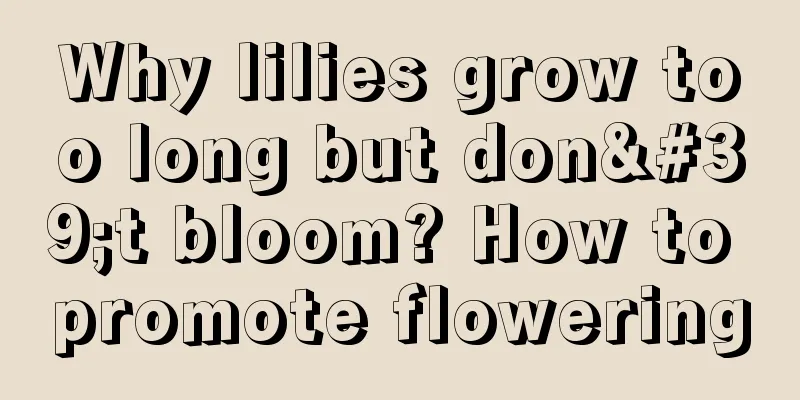 Why lilies grow too long but don't bloom? How to promote flowering