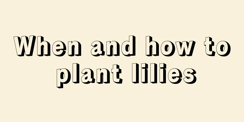 When and how to plant lilies