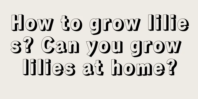 How to grow lilies? Can you grow lilies at home?