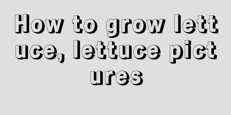 How to grow lettuce, lettuce pictures