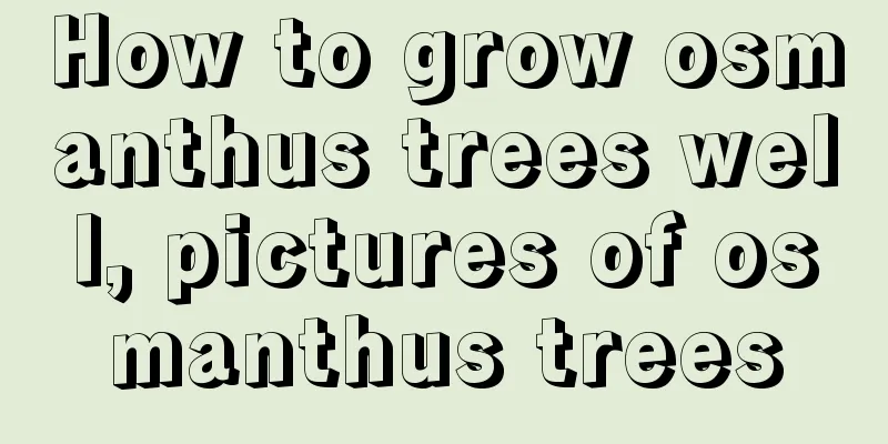 How to grow osmanthus trees well, pictures of osmanthus trees