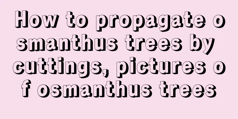 How to propagate osmanthus trees by cuttings, pictures of osmanthus trees